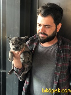 Irk Garantili Fransız Bulldog Yavrularımız 1