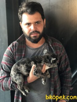 Irk Garantili Fransız Bulldog Yavrularımız 3