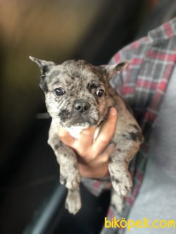Irk Garantili Fransız Bulldog Yavrularımız 2