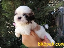 Irk Garntili Shih Tzu Yavruları 4