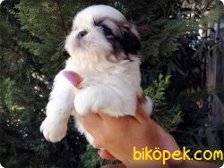 Irk Garntili Shih Tzu Yavruları 2