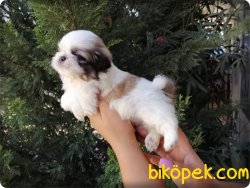 Irk Garntili Shih Tzu Yavruları 3