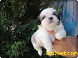 Irk Garntili Shih Tzu Yavruları 1