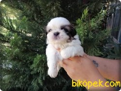 Irk Garntili Shih Tzu Yavruları 5