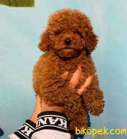 Irk Güzeli Dişi RED BROWN TOY POODLE Yavrum 1