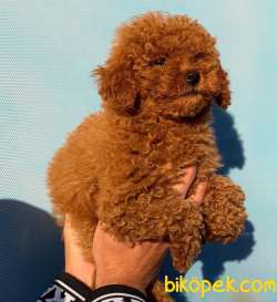 Irk Güzeli Dişi RED BROWN TOY POODLE Yavrum 2