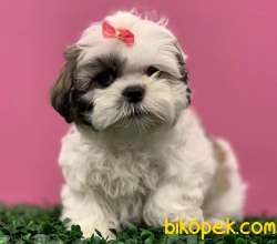 Irk Güzeli Dişi ShihTzu Yavrularım 2