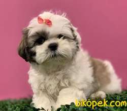 Irk Güzeli Dişi ShihTzu Yavrularım 3