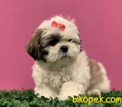 Irk Güzeli Dişi ShihTzu Yavrularım 1