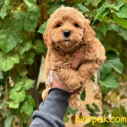 Irk Güzeli Dişi Ve Erkek Toy Poodle Yavrularım 3