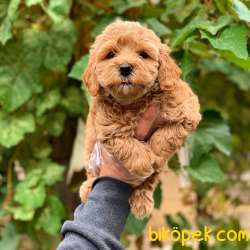Irk Güzeli Dişi Ve Erkek Toy Poodle Yavrularım 4