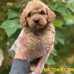 Irk Güzeli Dişi Ve Erkek Toy Poodle Yavrularım 1