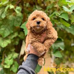 Irk Güzeli Dişi Ve Erkek Toy Poodle Yavrularım 2