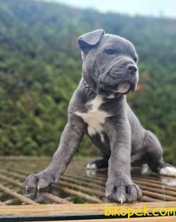 Irk Güzeli Erkek Cane Corso İtaliano 3