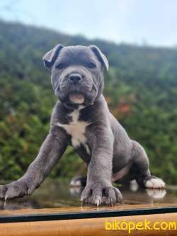 Irk Güzeli Erkek Cane Corso İtaliano