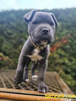 Irk Güzeli Erkek Cane Corso İtaliano 2