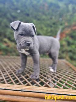 Irk Güzeli Erkek Cane Corso İtaliano 5