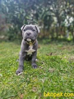 Irk Güzeli Erkek Cane Corso İtaliano 4