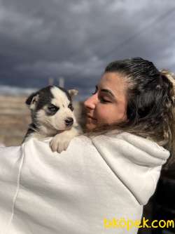 IRK GÜZELİ HUSKY BEBEKLERE BAKIN