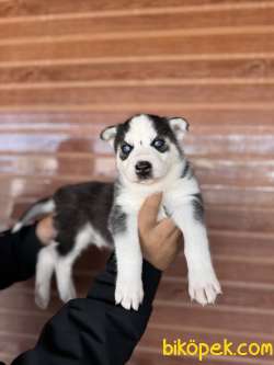 IRK GÜZELİ HUSKY BEBEKLERE BAKIN 2