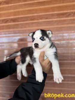 IRK GÜZELİ HUSKY BEBEKLERE BAKIN 3