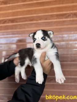 IRK GÜZELİ HUSKY BEBEKLERE BAKIN 4