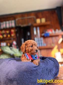 IRK GÜZELİ TOY POODLE BEBEKLERE BAKIN 3