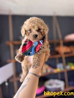 IRK GÜZELİ TOY POODLE BEBEKLERE BAKIN 5