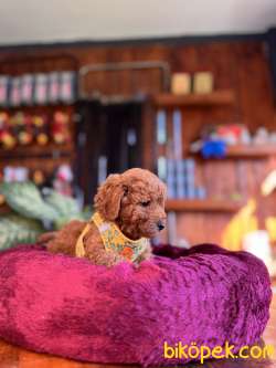 IRK GÜZELİ TOY POODLE BEBEKLERE BAKIN 4