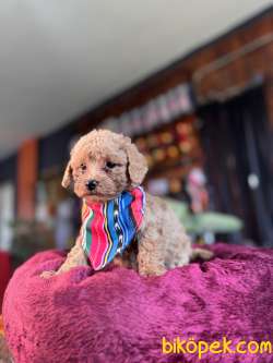 IRK GÜZELİ TOY POODLE BEBEKLERE BAKIN 2