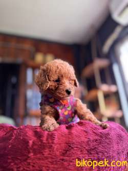 IRK GÜZELİ TOY POODLE BEBEKLERE BAKIN