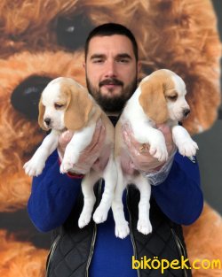 IRK & SAĞLIK GARANTİLİ ELİZABETH BEAGLE YAVRULARI 1