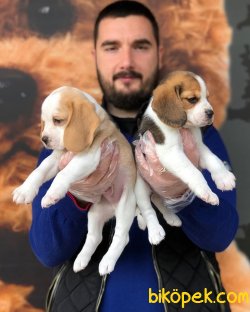 IRK & SAĞLIK GARANTİLİ ELİZABETH BEAGLE YAVRULARI 4