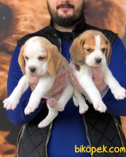 IRK & SAĞLIK GARANTİLİ ELİZABETH BEAGLE YAVRULARI 2