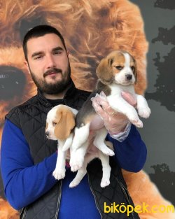 IRK & SAĞLIK GARANTİLİ ELİZABETH BEAGLE YAVRULARI 3