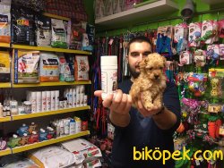 IRK & SAĞLIK GARANTİLİ POODLE YAVRULARI 3