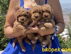 Irk & Sağlık Garantili Toypoodle Yavrularım 1