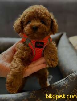 Irk, Sağlık Ve Kilo Garantili Red ToyPoodle Yavrumuz 2