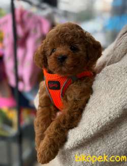 Irk, Sağlık Ve Kilo Garantili Red ToyPoodle Yavrumuz