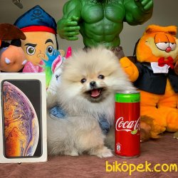 Irk Standartlarına Sahip PomeranianBoo 1