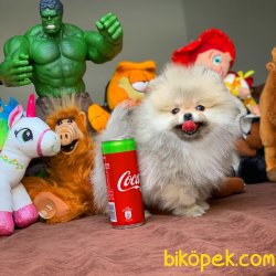Irk Standartlarına Sahip PomeranianBoo 5