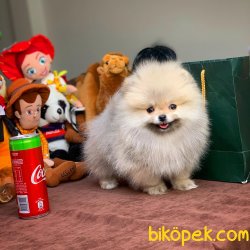 Irk Standartlarına Sahip PomeranianBoo 4