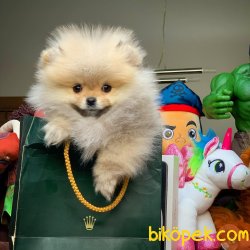 Irk Standartlarına Sahip PomeranianBoo 2