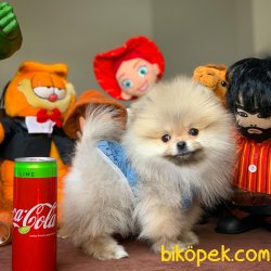 Irk Standartlarına Sahip PomeranianBoo 3