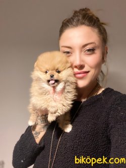 Irk Standartlarına Uygun Pomeranian Boo Yavruları 1