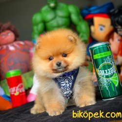 Irk Standartlarına Uygun Pomeranian Boo Yavruları 5