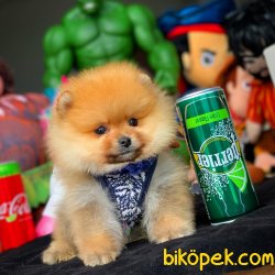 Irk Standartlarına Uygun Pomeranian Boo Yavruları 4