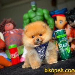 Irk Standartlarına Uygun Pomeranian Boo Yavruları 2