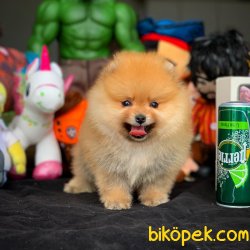 Irk Standartlarına Uygun Pomeranian Boo Yavruları 3