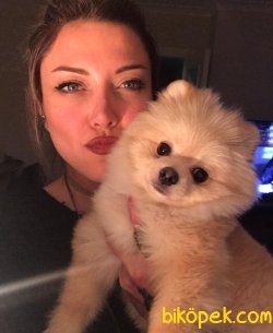 Irk Standartlarına Uygun Pomeranian Yetişkinlerimiz 1
